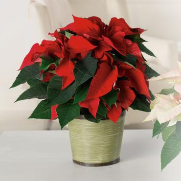 Poinsettia:  Classic Poinsettia