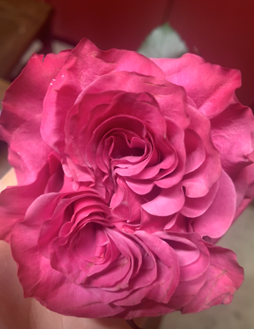Dozen Roses:  All the Frills Pink