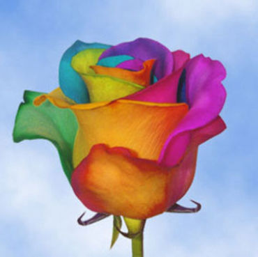 A Perfect Dozen Tye Dye Rainbow Roses